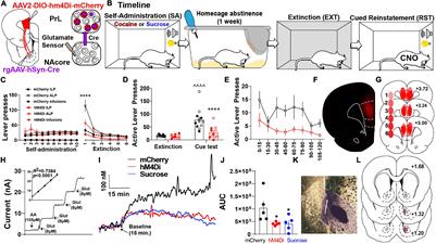 A Subset of Nucleus Accumbens Neurons Receiving Dense and Functional Prelimbic Cortical Input Are Required for Cocaine Seeking